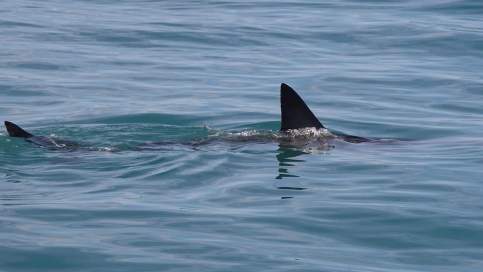 WATCH:  Man says he was bitten by shark wading in water near Daytona Beach, Florida
