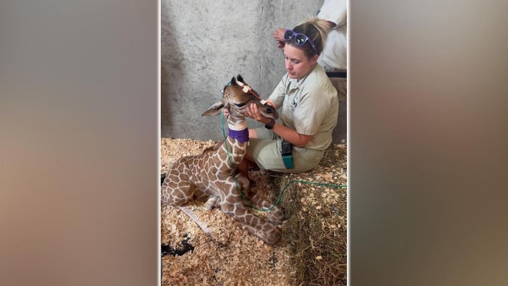 WATCH:  Premature giraffe calf born via emergency C-section