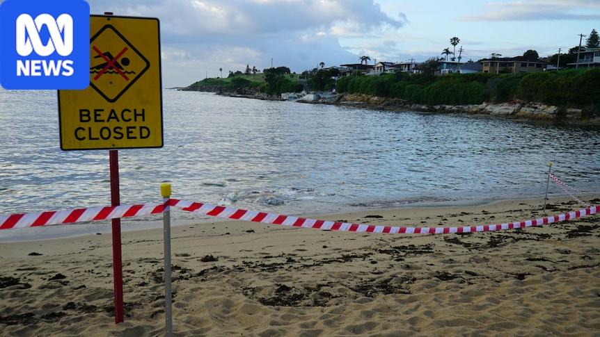 Decomposed whale carcass closes Malabar beach in Sydney’s east