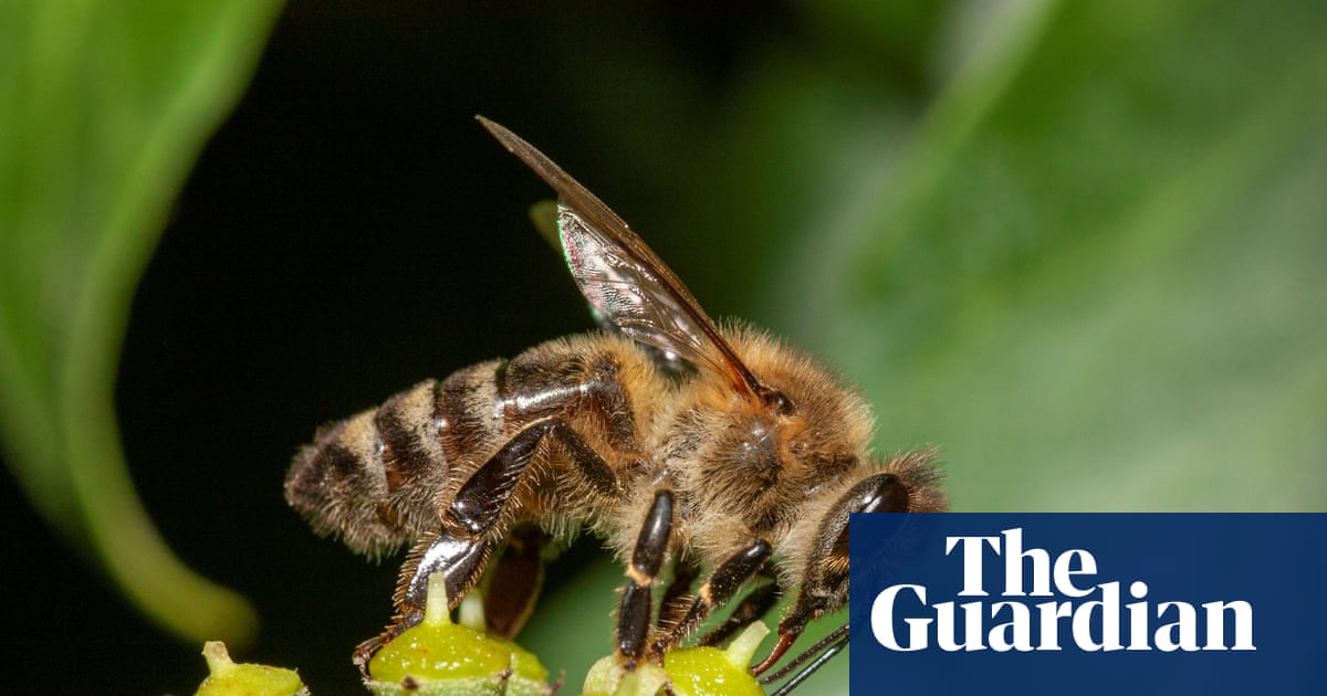 Honeybees are barging aside wild pollinators in hunt for pollen and nectar, study finds