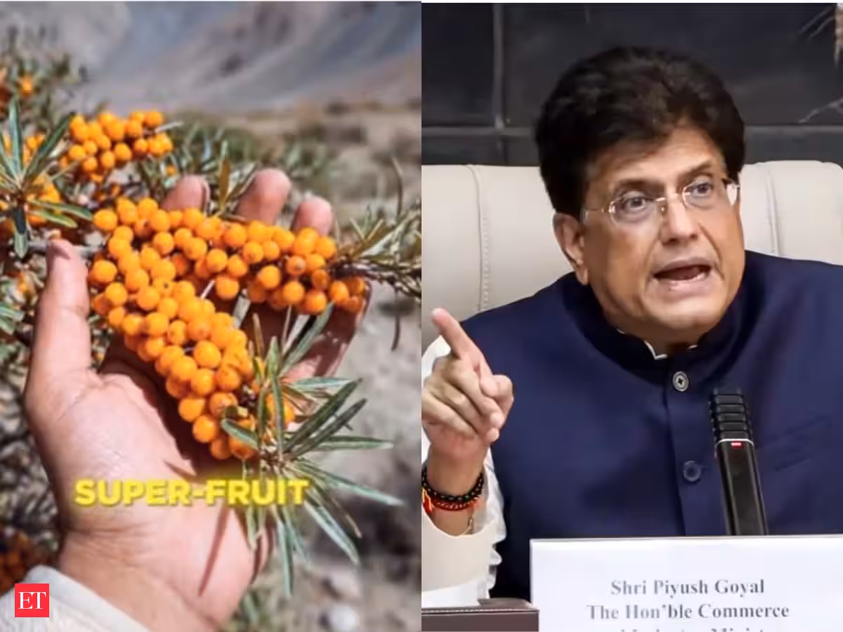 Ladakh Gold: Piyush Goyal shares a superfood that is found at 12,000 feet in Nubra valley and has 10 times more Vitamin C than lemon