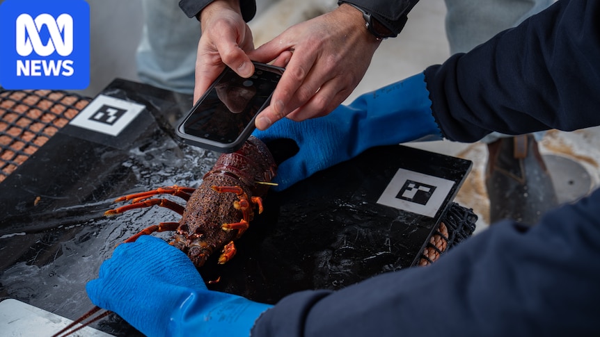 Like facial recognition for lobsters, AI technology tracing from pot to plate