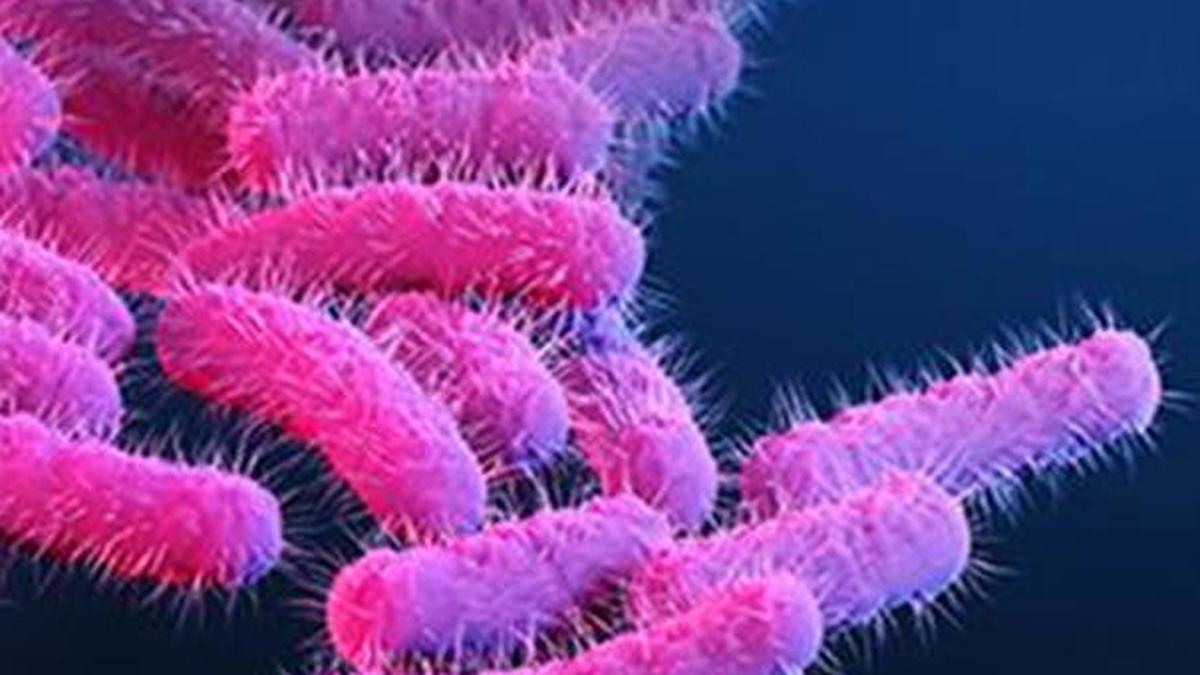 Shigella cases ring alarm bells in Thrissur as 10 infections surface in nine days