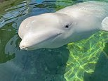 Sixth whale rescued from shuttered Canadian theme park dies suddenly at SeaWorld weeks after transfer