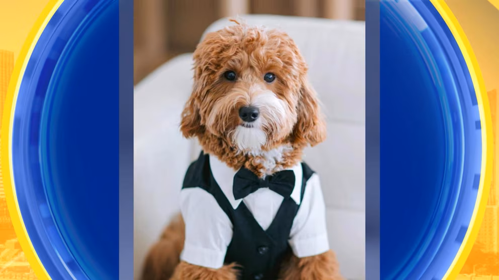 WATCH:  David’s Bridal puppy collection